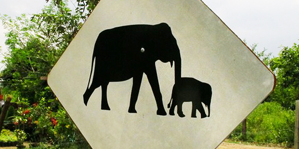 Beware. Elephants crossing