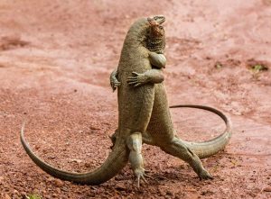 Dancing monitor lizards | Sri Lanka travel blog