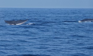 A Blue Whale shows its fluke before diving into the deep
