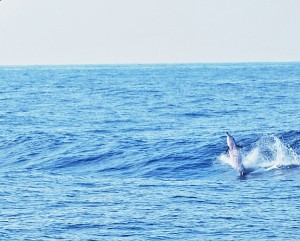 Frolicking Striped Dolphins