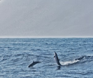 Frolicking Striped Dolphins