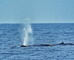 A Blue Whale makes an appearance