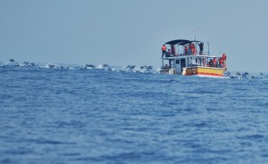 A wave of Bottlenose Dolphins at a distance