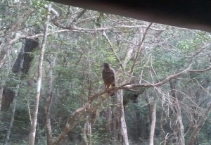 Serpent Eagle