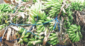 Jaffna
