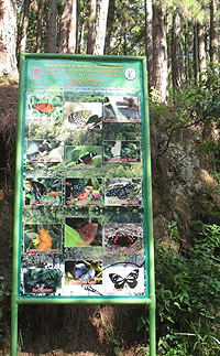 The butterfly sanctuary next to Adisham