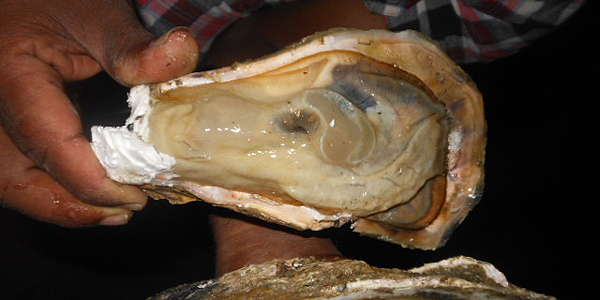 Farmed fresh tropical oyster