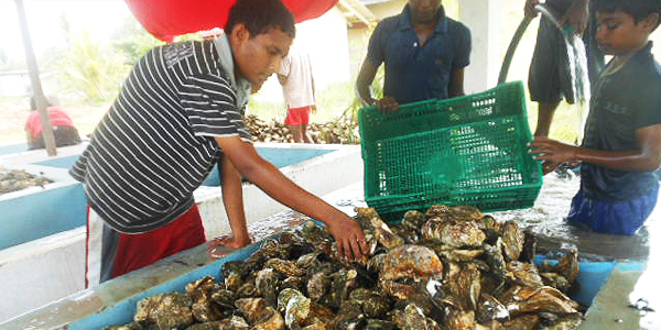 Farmed oysters ready for packing