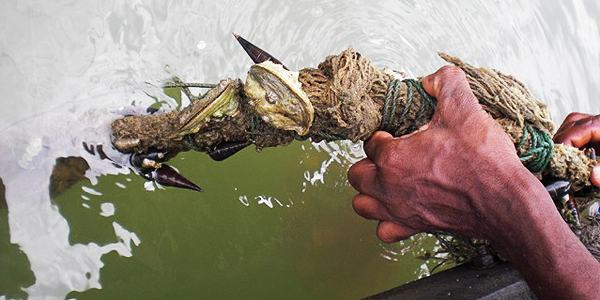 A cultch with oysters