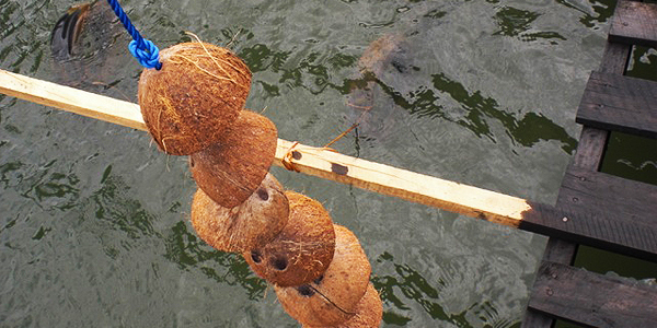 Coconut shells to be used as a cultch