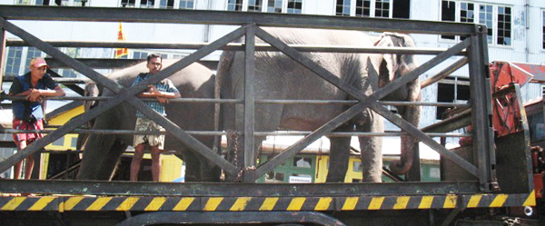 Elephants passing an upcountry tea factory