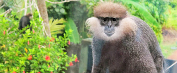 Western Purple Faced Leaf Monkey