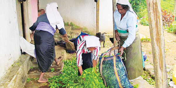 Plucked tea leaf being packed to send to factory. Photo B Kumarasiri