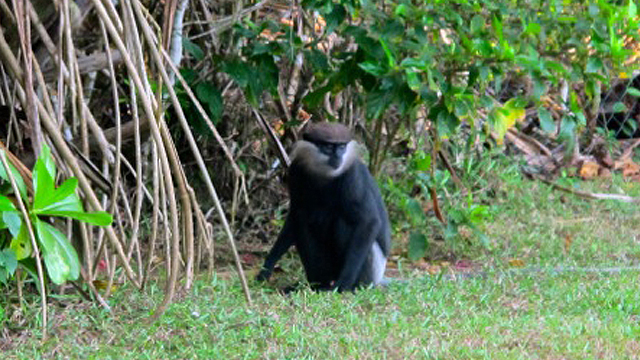 Purple-faced langur