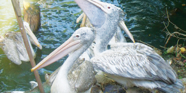 Spot Billed Pelicans. Photo by J F R De Fonseka
