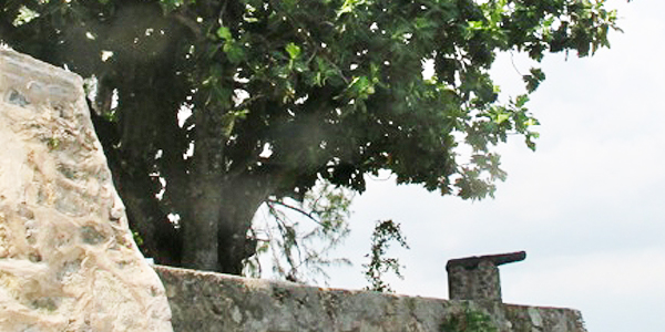 Sri Lanka's oldest breadfruit tree, Galle Fort