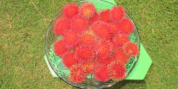 Ripe rambutans