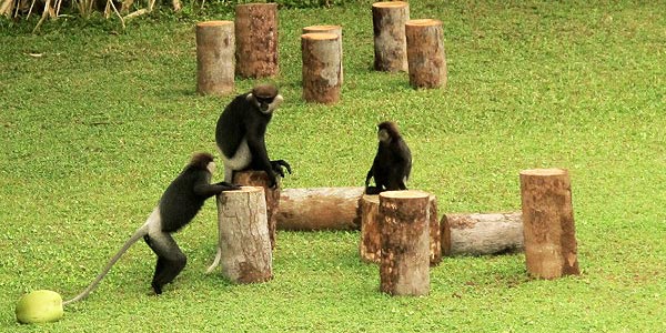 The Purple-faced Leaf Monkey, an endemic (and endangered) species, found along the southwest coast of Sri Lanka
