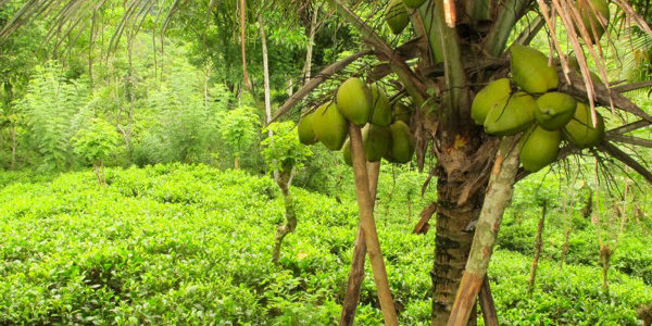 Low grown organic tea and coconuts