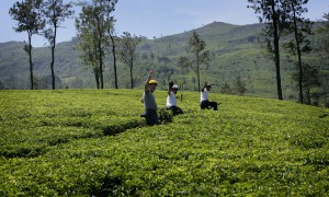 Mountain Biking Tea trails