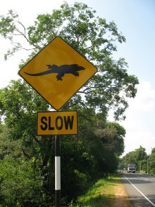 Iguana crossing