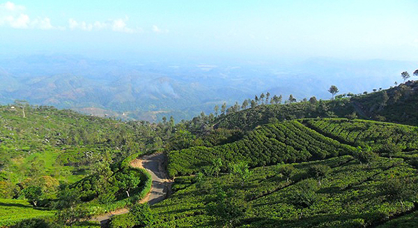 Hill-country-landscape-dotted-with-tea-bushes-at-Haputale