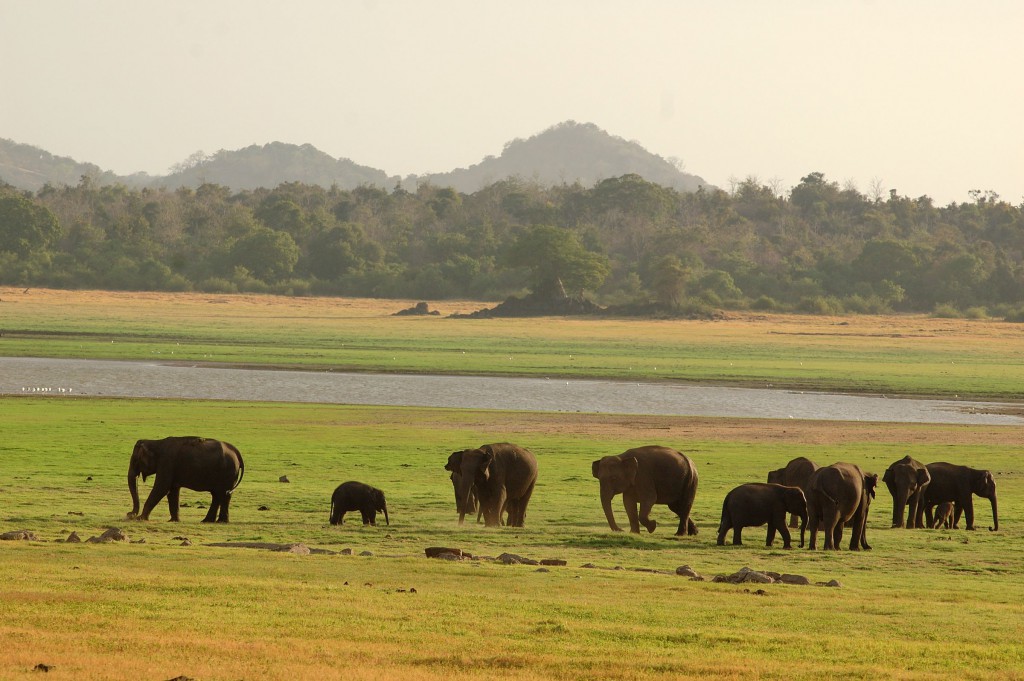Elephant herd at Minneriya National Park