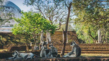 Sri Lanka’s Monkey Kingdom