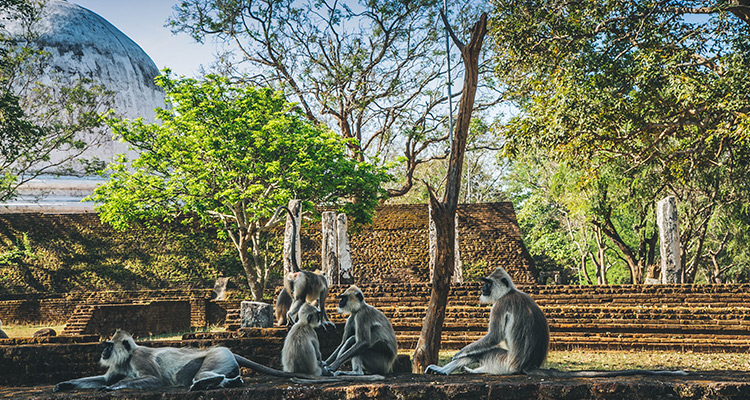 Sri Lanka’s Monkey Kingdom