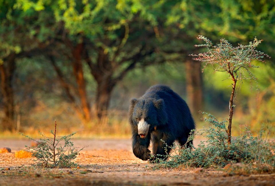 Sri Lanka summer adventure activities