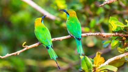 Best Destinations for Birdwatching in Sri Lanka