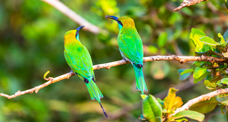 Best Destinations for Birdwatching in Sri Lanka