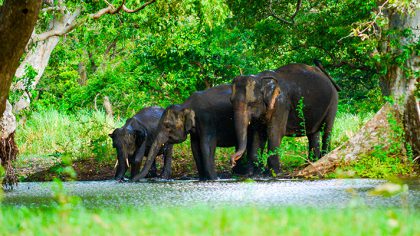 Top 9 wildlife experiences in Sri Lanka