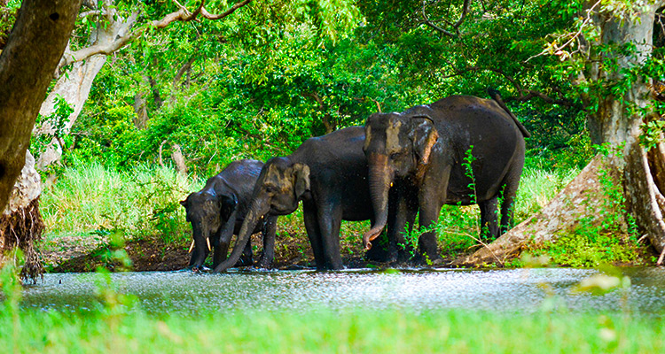Top 9 wildlife experiences in Sri Lanka