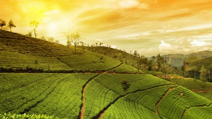 Top 6 things to do in Sri Lanka’s Hill Country
